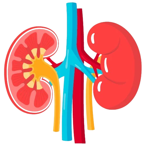 Kidney Diagram